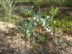 Eucalyptus bridgesiana