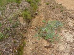 Eucalyptus bridgesiana