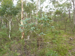 Eucalyptus bridgesiana