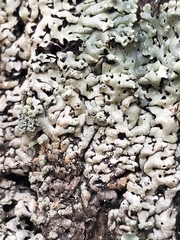 Menegazzia subsimilis