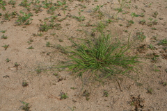 Eragrostis amurensis