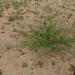 Eragrostis amurensis - Photo (c) Vadim Prokhorov, algunos derechos reservados (CC BY-NC), uploaded by Vadim Prokhorov