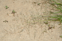 Eragrostis amurensis