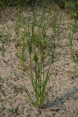 Carex bohemica