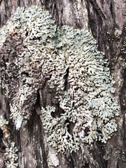 Menegazzia subsimilis