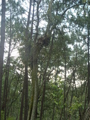 Phoradendron reichenbachianum