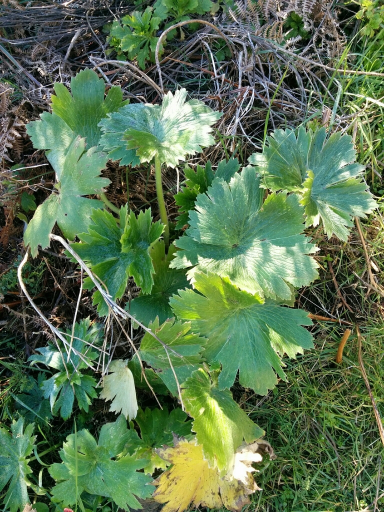 Ranunculus cortusifolius (Madeira Pflanzen Myrtales, Oxalidales ...