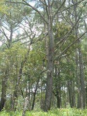 Phoradendron reichenbachianum