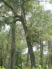 Phoradendron reichenbachianum