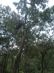 Phoradendron reichenbachianum