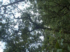 Phoradendron reichenbachianum