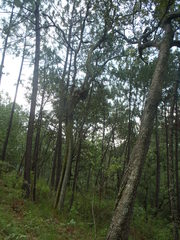 Phoradendron reichenbachianum