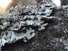 Hypogymnia incurvoides