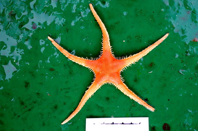 Pontaster tenuispinus