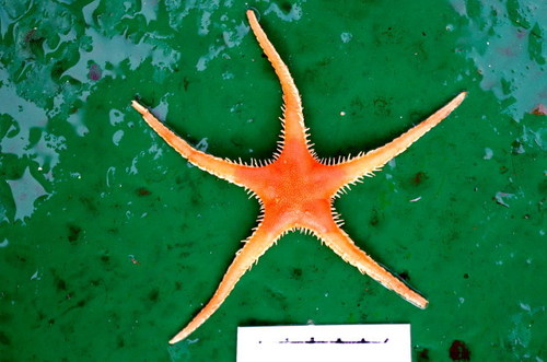 Pontaster tenuispinus
