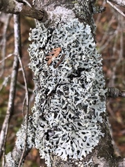 Hypogymnia incurvoides