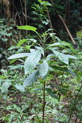 Magnoliopsida