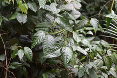 Magnoliopsida