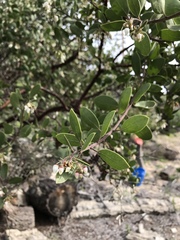 Arctostaphylos rudis