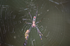 Trichonephila clavipes