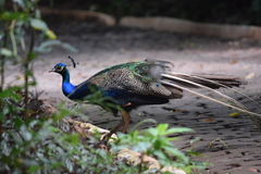 Pavo cristatus