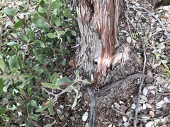 Arctostaphylos rudis