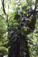 Monstera deliciosa
