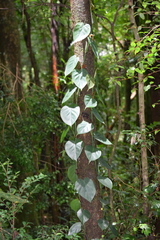 Philodendron hederaceum