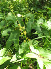 Sagittaria brevirostra