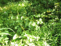 Sagittaria brevirostra