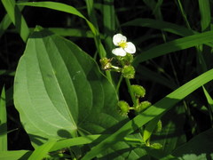 Sagittaria brevirostra