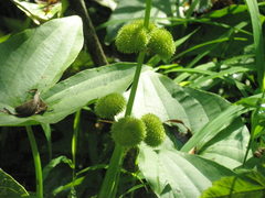Sagittaria brevirostra