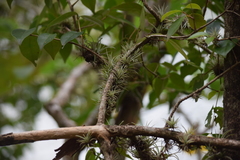 Tillandsia