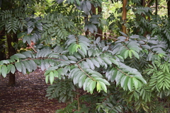 Magnoliopsida