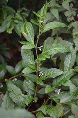 Magnoliopsida