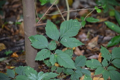 Magnoliopsida