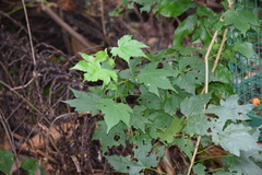 Magnoliopsida