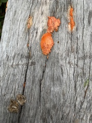 Fungi