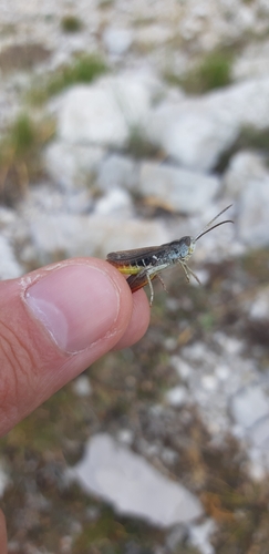 Reatine Italian Grasshopper
