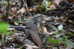 Salvator merianae