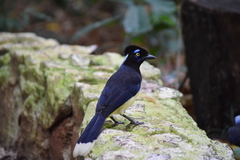 Cyanocorax chrysops