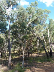 Eucalyptus mannifera