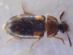 Mycetophagus salicis