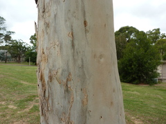 Eucalyptus mannifera
