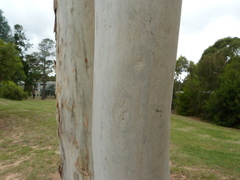 Eucalyptus mannifera