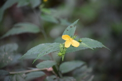 Magnoliopsida