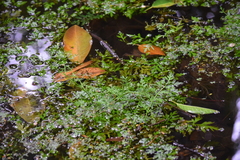 Magnoliopsida