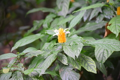 Pachystachys lutea