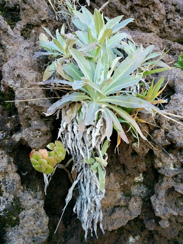 Helichrysum melaleucum