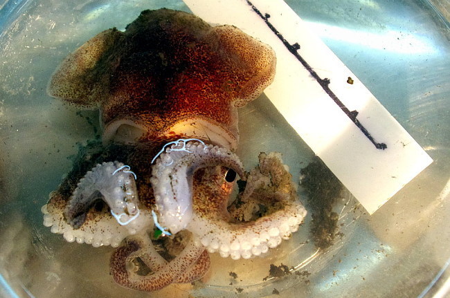 warty bobtail squid